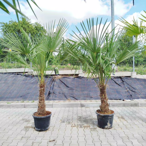 Palma szorstkowiec (Trachycarpus Fortunei) 200-220cm