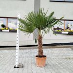 Palma szorstkowiec ( Trachycarpus Fortunei) 190cm