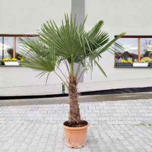 Palma szorstkowiec ( Trachycarpus Fortunei) 190cm
