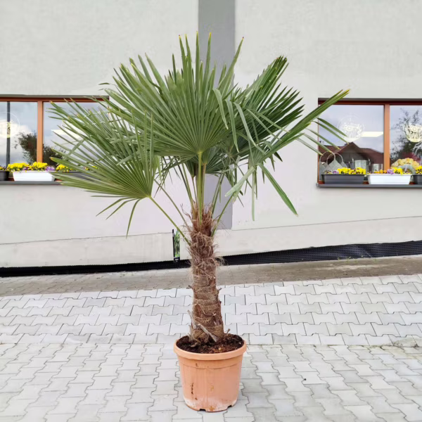 Palma szorstkowiec ( Trachycarpus Fortunei) 180-190cm