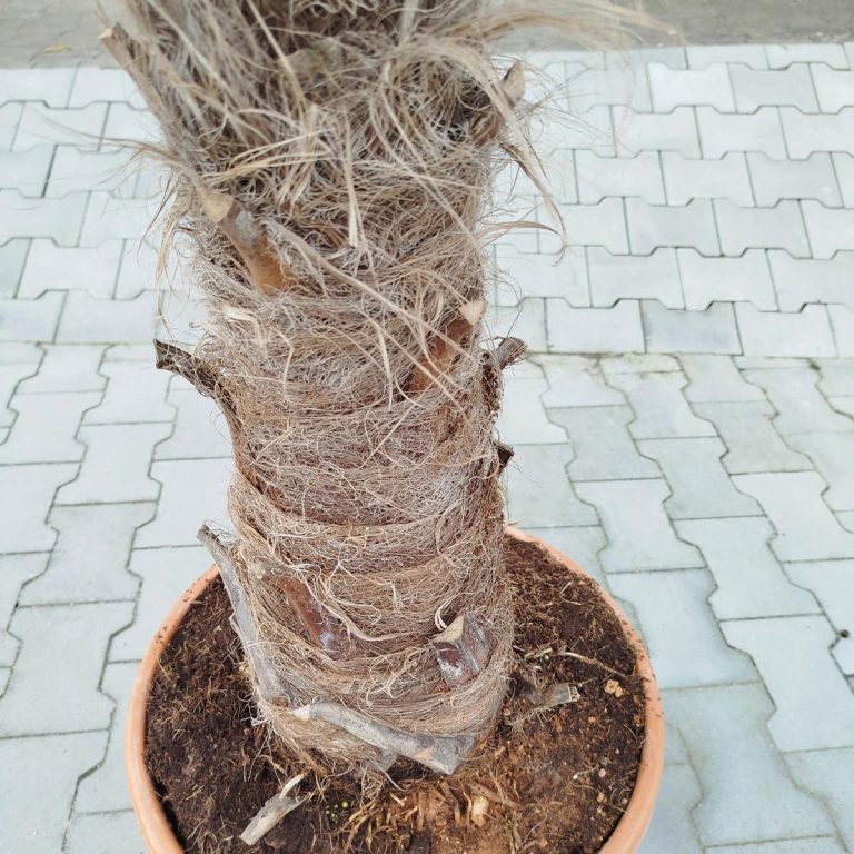 Palma szorstkowiec ( Trachycarpus Fortunei) 190cm