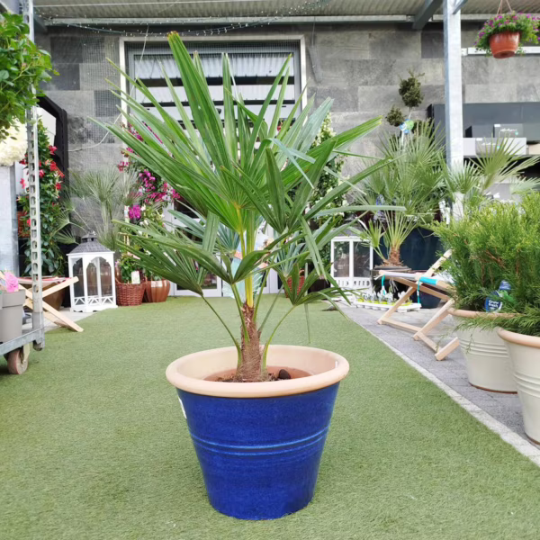 Palma szorstkowiec (Trachycarpus Fortunei) 75-85cm