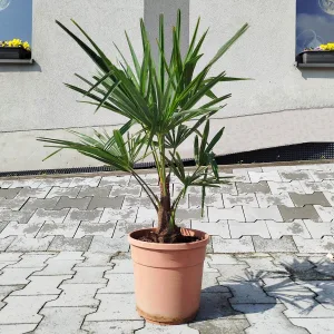 Palma szorstkowiec (Trachycarpus Fortunei) 80cm