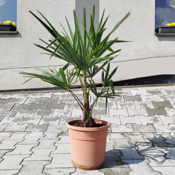 Palma szorstkowiec (Trachycarpus Fortunei) 75-85cm