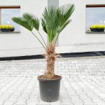 Palma szorstkowiec Wagnera (Trachycarpus wagnerianus) 120cm