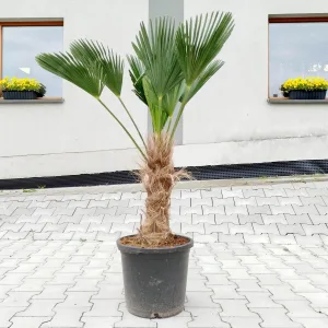 Palma szorstkowiec Wagnera (Trachycarpus wagnerianus) 120cm