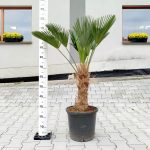 Palma szorstkowiec Wagnera (Trachycarpus wagnerianus) 120cm