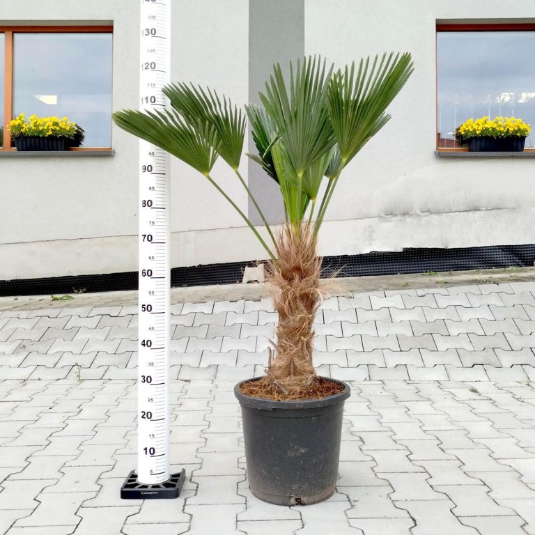 Palma szorstkowiec Wagnera (Trachycarpus wagnerianus) 120cm