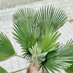 Palma szorstkowiec Wagnera (Trachycarpus wagnerianus) 120cm