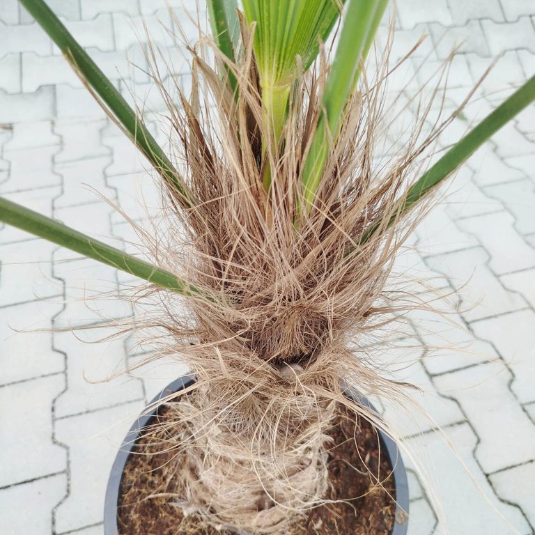 Palma szorstkowiec Wagnera (Trachycarpus wagnerianus) 120cm