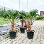 Palma szorstkowiec Wagnera (Trachycarpus wagnerianus) 120cm