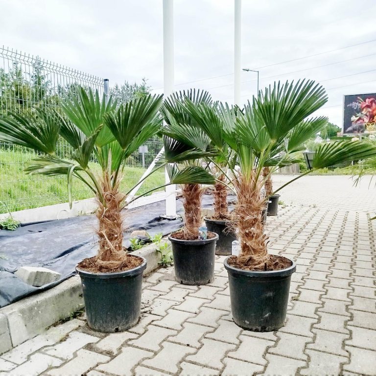 Palma szorstkowiec Wagnera (Trachycarpus wagnerianus) 120cm