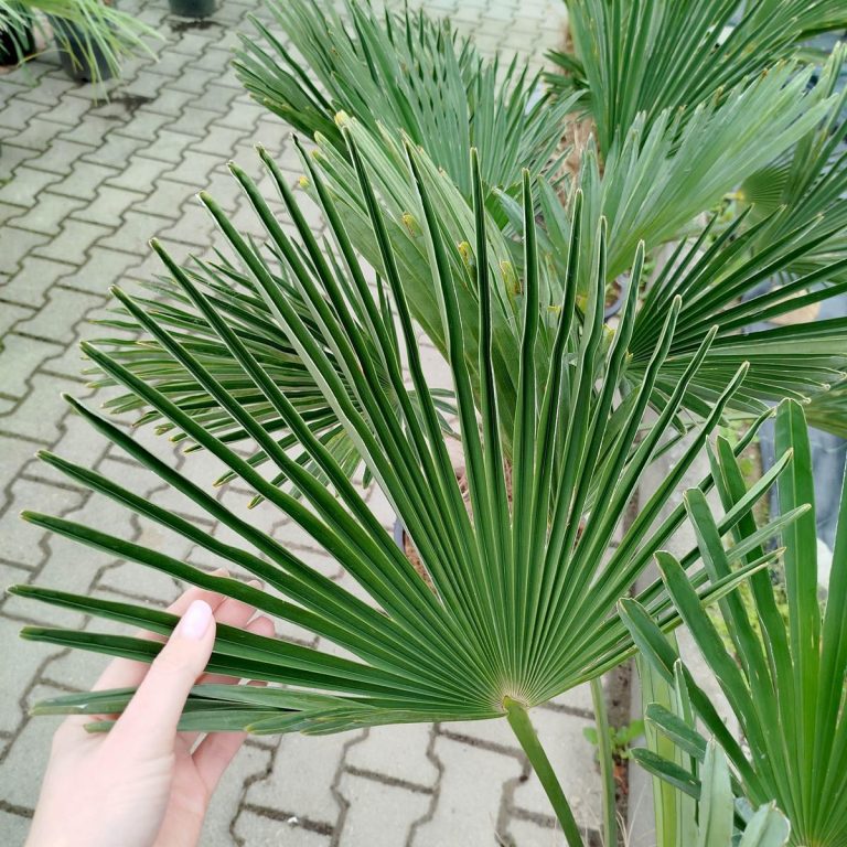 Palma szorstkowiec Wagnera (Trachycarpus wagnerianus) 120cm