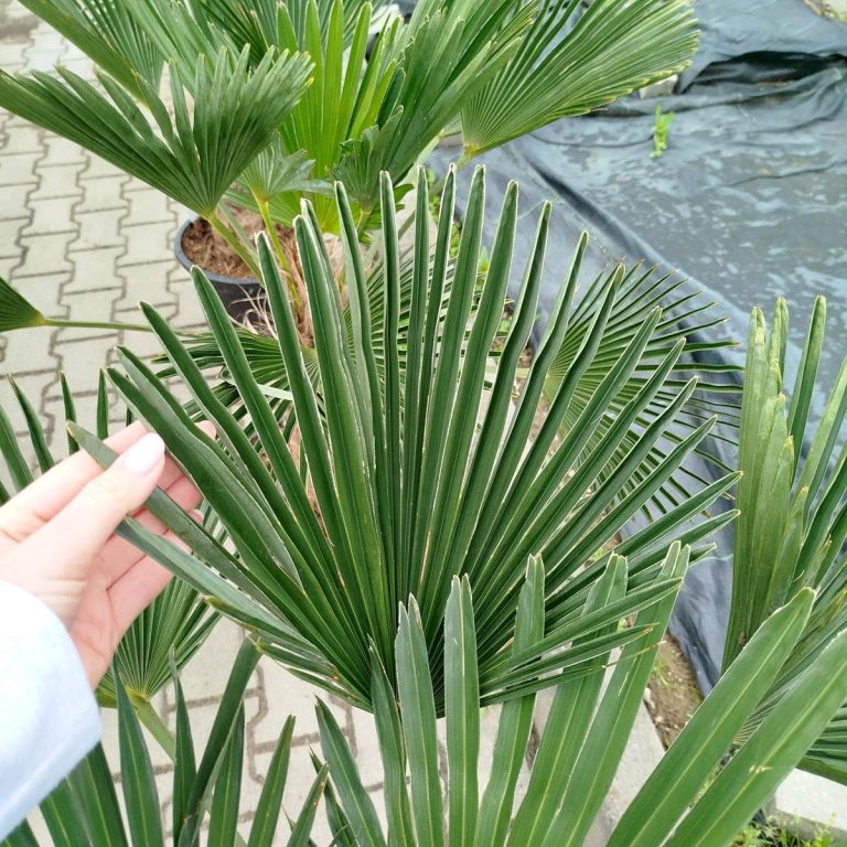 Palma szorstkowiec Wagnera (Trachycarpus wagnerianus) 120cm