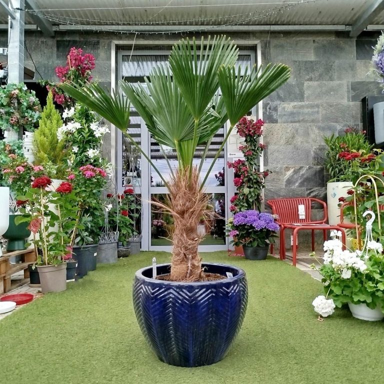 Palma szorstkowiec Wagnera (Trachycarpus wagnerianus) 120cm