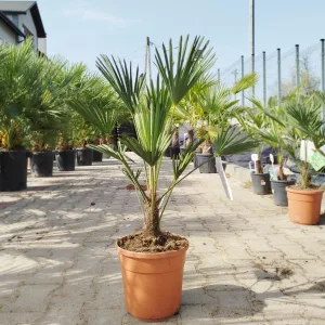 Palma szorstkowiec Wagnera (Trachycarpus wagnerianus) 80cm