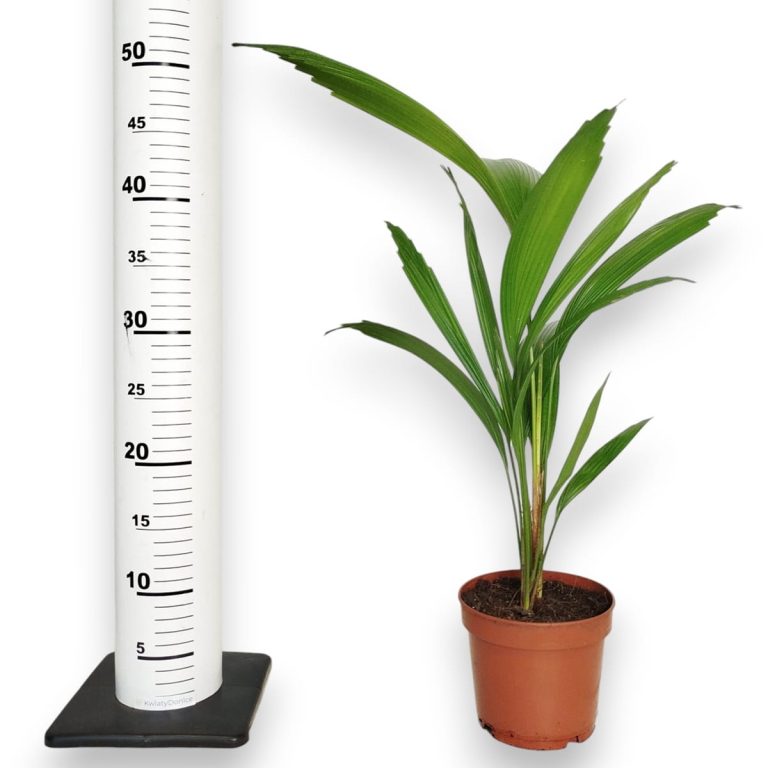 Palma wachlarzowata (Licuala Grandis) 50cm