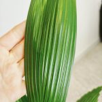 Palma wachlarzowata (Licuala Grandis) 50cm