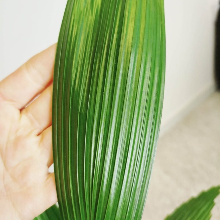 Palma wachlarzowata (Licuala Grandis) 50cm