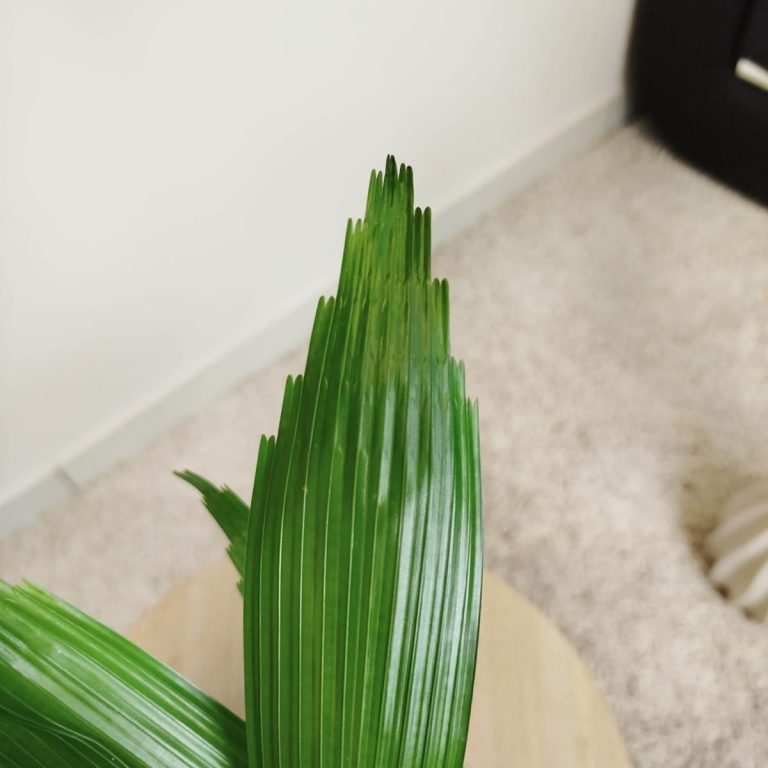 Palma wachlarzowata (Licuala Grandis) 50cm