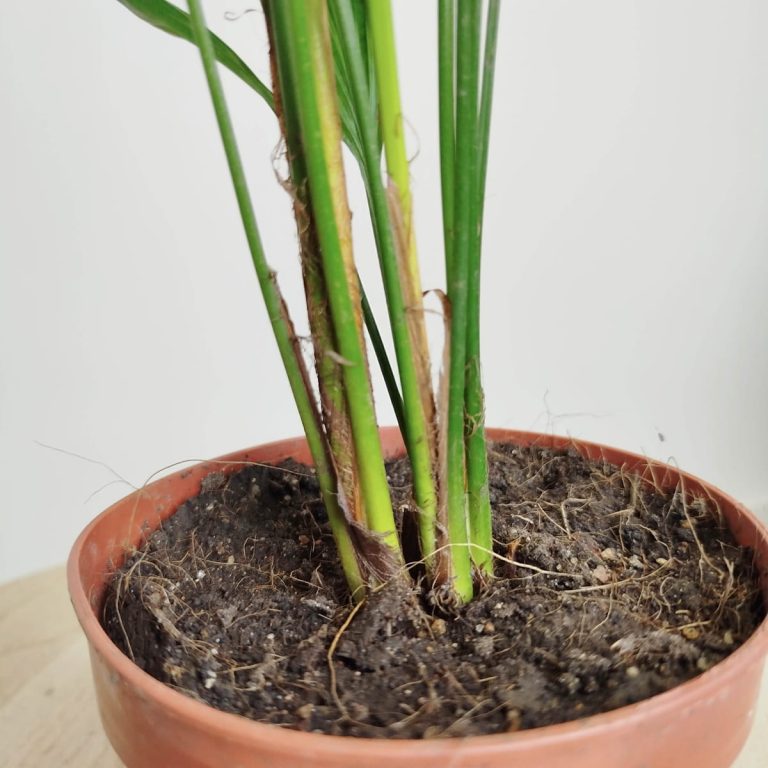 Palma wachlarzowata (Licuala Grandis) 50cm