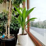 Palma wachlarzowata (Licuala Grandis) 50cm