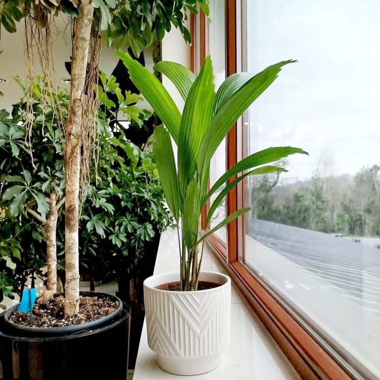 Palma wachlarzowata (Licuala Grandis) 50cm