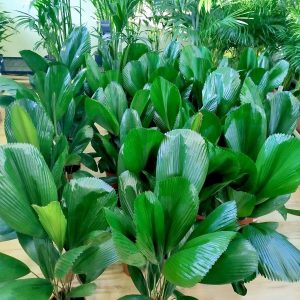 Palma wachlarzowata (Licuala Grandis) 100cm