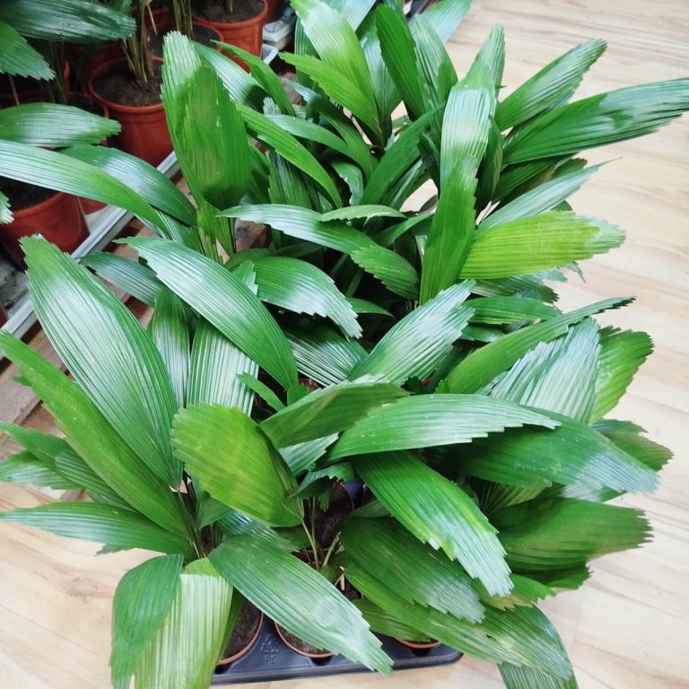 Palma wachlarzowata (Licuala Grandis) 50cm