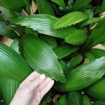 Palma wachlarzowata (Licuala Grandis) 50cm