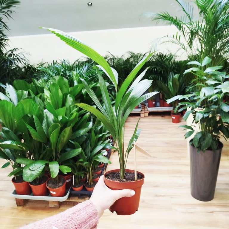 Palma wachlarzowata (Licuala Grandis) 50cm