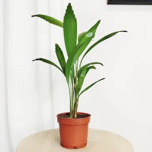 Palma wachlarzowata (Licuala Grandis) 50cm