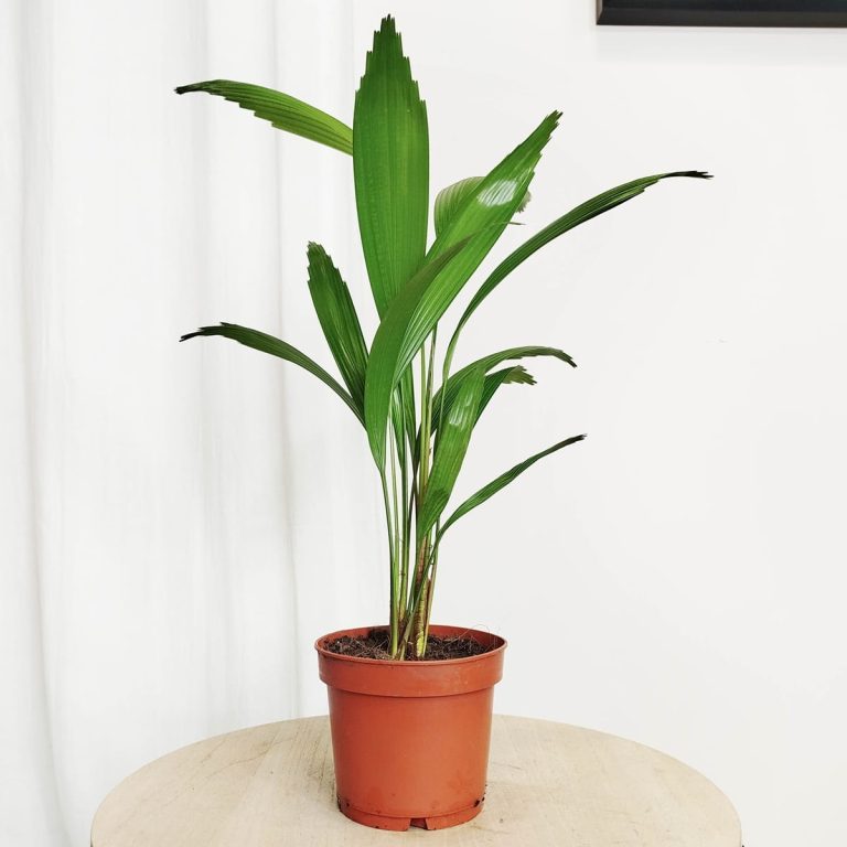 Palma wachlarzowata (Licuala Grandis) 50cm