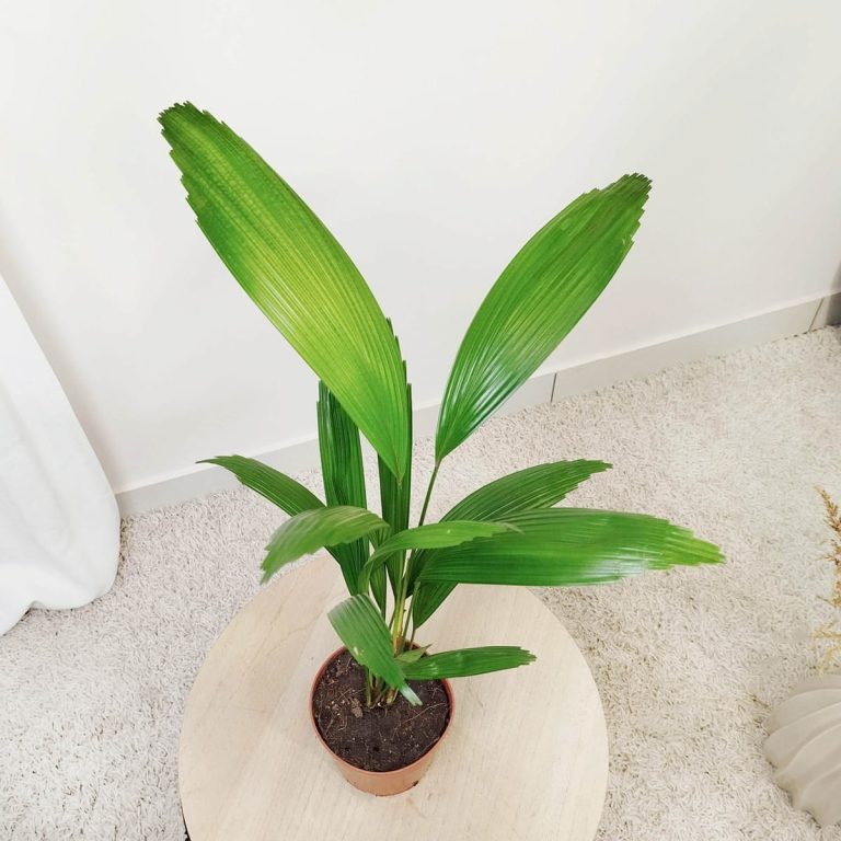 Palma wachlarzowata (Licuala Grandis) 50cm