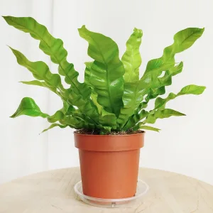 Paproć asplenium (Asplenium nidus 'Crispy Wave') 20cm