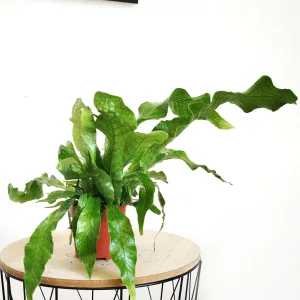 Paproć krokodyla (Microsorum musifolium 'Crocodyllus') 30cm