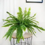 Paproć nefrolepis (Nephrolepis 'Green Lady') 40cm