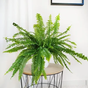 Paproć nefrolepis (Nephrolepis 'Green Lady') 40cm