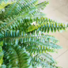 Paproć nefrolepis (Nephrolepis ‘Green Lady’) 35-45cm