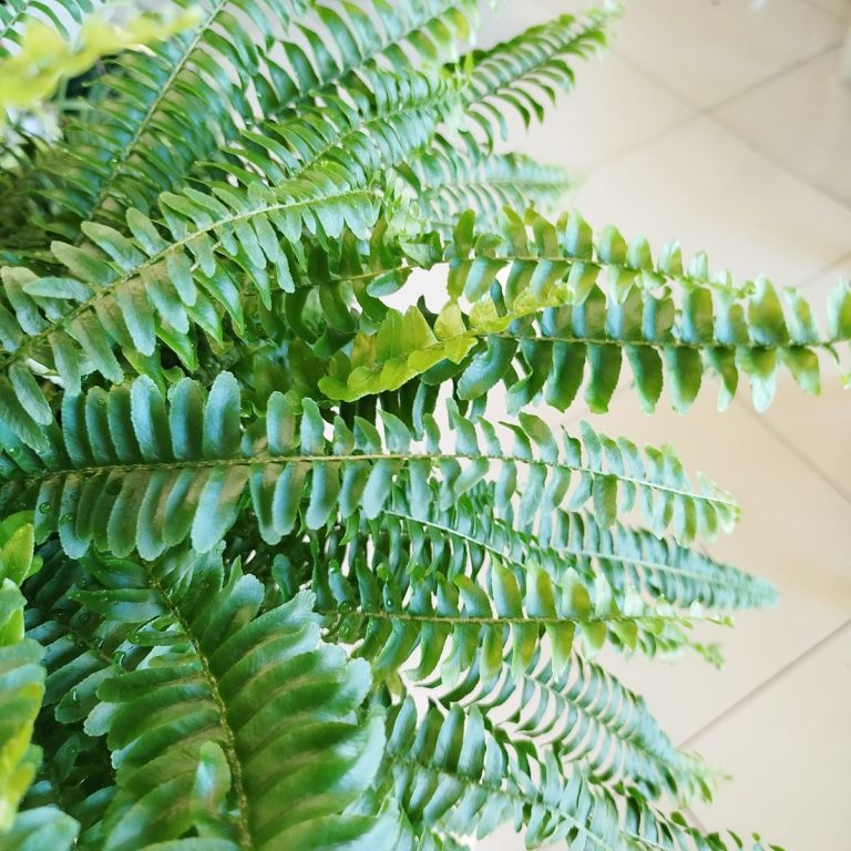 Paproć nefrolepis (Nephrolepis 'Green Lady') 40cm