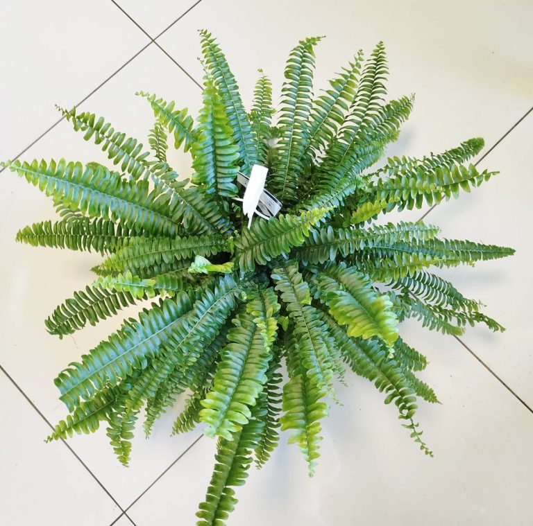 Paproć nefrolepis (Nephrolepis 'Green Lady') 40cm