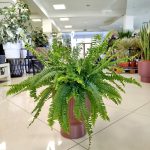 Paproć nefrolepis (Nephrolepis 'Green Lady') 40cm