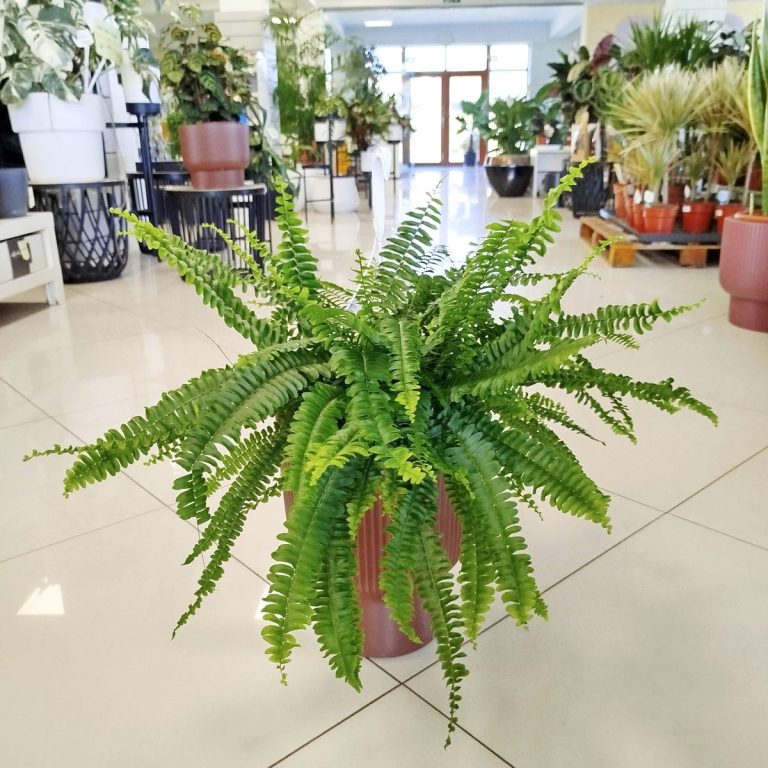 Paproć nefrolepis (Nephrolepis 'Green Lady') 40cm