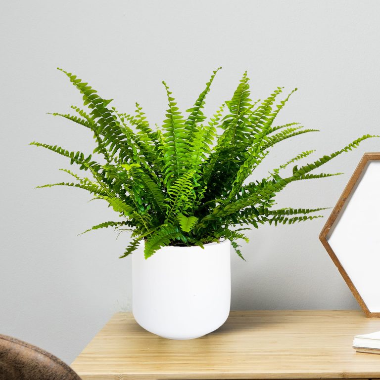 Paproć nefrolepis (Nephrolepis 'Green Lady') 40cm