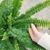 Paproć nefrolepis (Nephrolepis ‘Green Lady’) 35-45cm