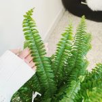 Paproć nefrolepis (Nephrolepis 'Green Lady') 40cm