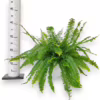 Paproć nefrolepis (Nephrolepis ‘Green Lady’) 35-45cm