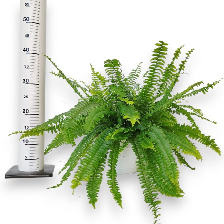 Paproć nefrolepis (Nephrolepis 'Green Lady') 40cm