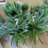 Paproć nefrolepis (Nephrolepis ‘Green Lady’) 35-45cm