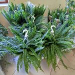 Paproć nefrolepis (Nephrolepis 'Green Lady') 40cm